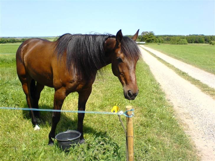 Traver Herman K billede 3