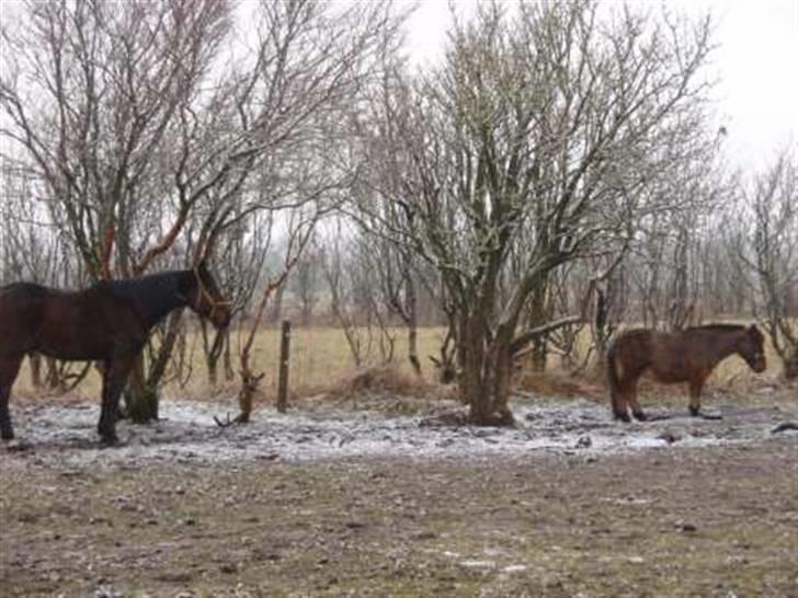 Traver Herman K - herman sammen med buster billede 7