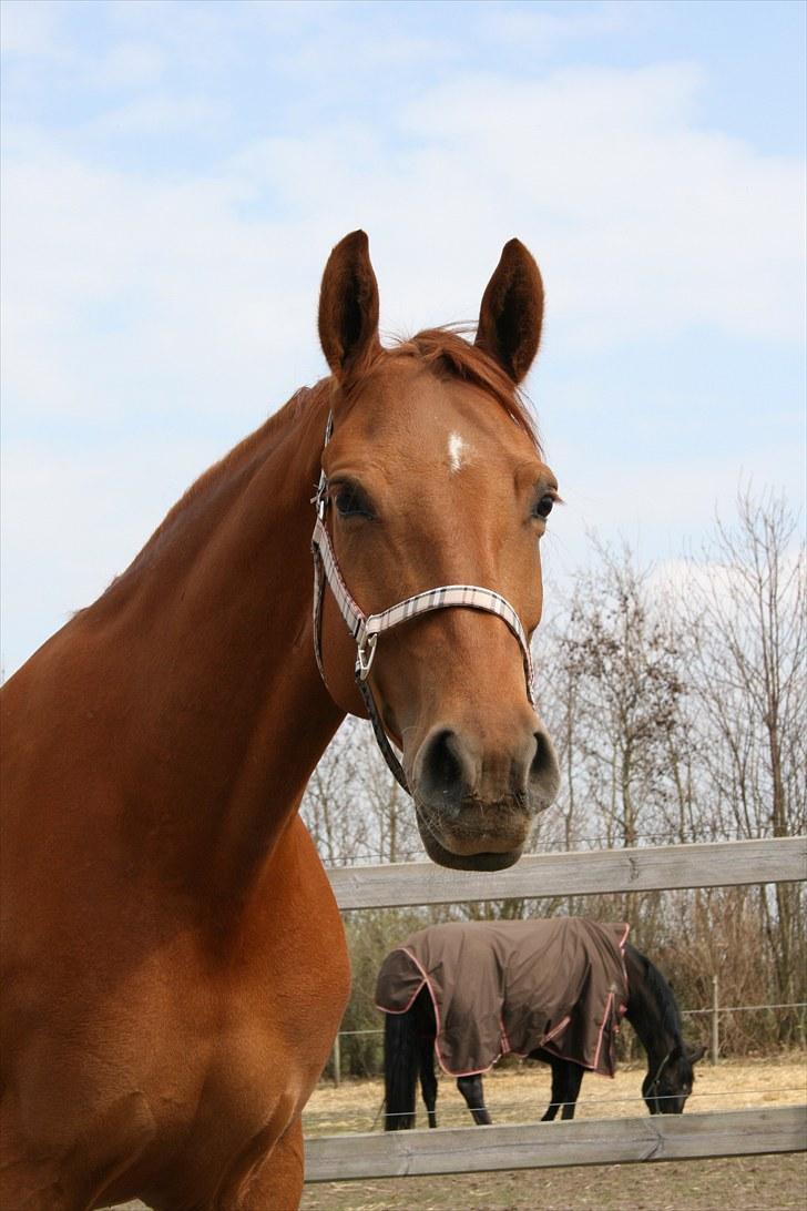 Anden særlig race Hope billede 5