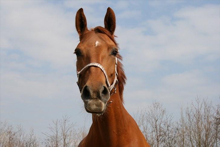 Anden særlig race Hope billede 6