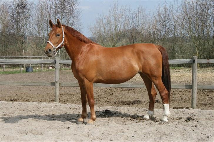 Anden særlig race Hope billede 7