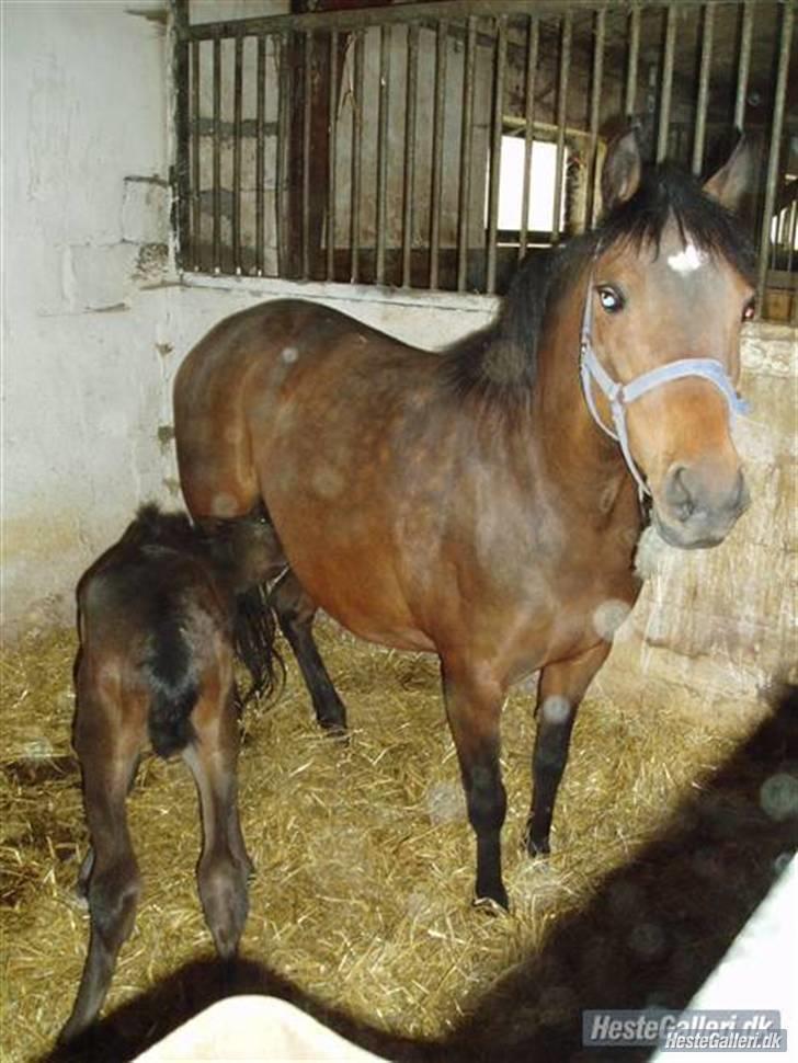 Anden særlig race ¤Liva¤ - Liva og hnedes nyfødte føl Luna :* billede 10