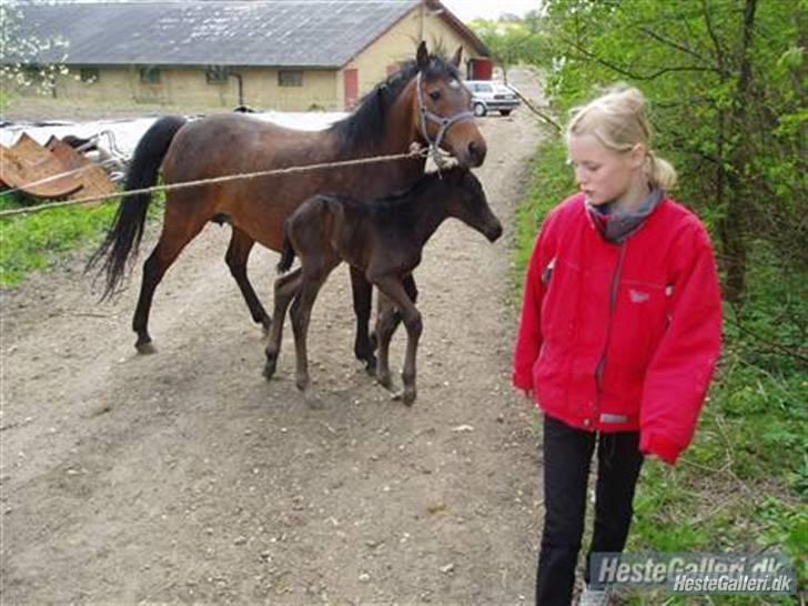 Anden særlig race ¤Liva¤ - Liva og Luna på vej til folden :* billede 11