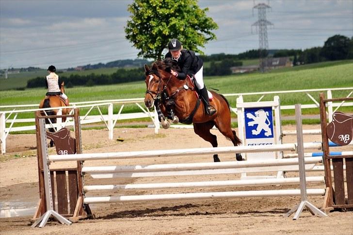 Dansk Varmblod Lille Sandagers Corona  - SSRK 2010:)   billede 8