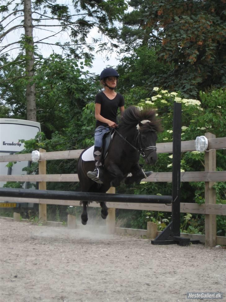 Shetlænder Peanut  - velkommen til peanuts profil;D på billedet: peanut springer 60 cm. billede 1