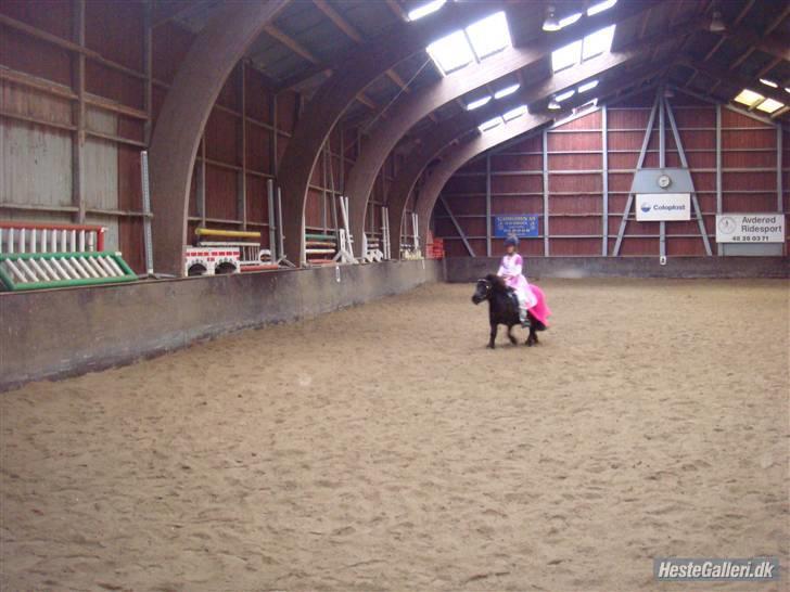 Shetlænder Peanut  - peanut og jeg på banen til dressur stævne ved fastalavn. billede 2