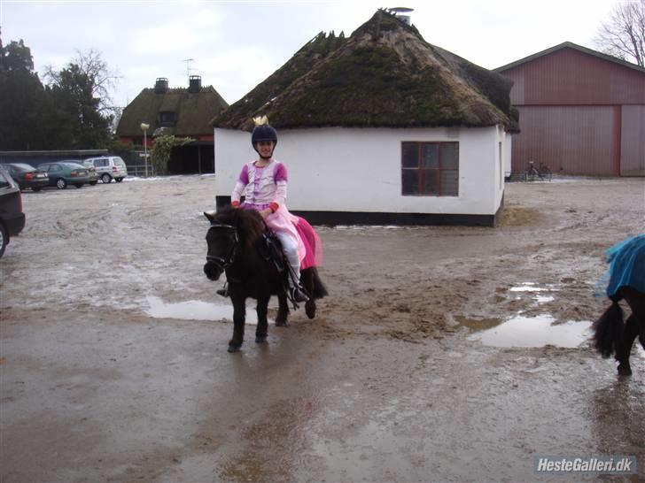 Shetlænder Peanut  - ude på gårdspladsen på vej over til anton. billede 3