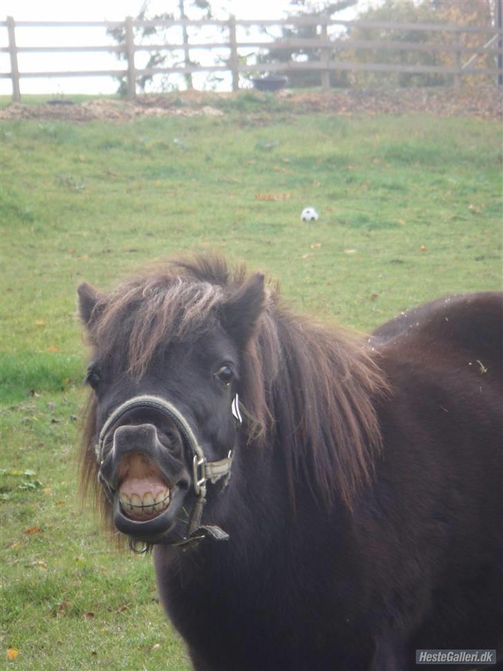 Shetlænder Peanut  - sjove tøz!!! billede 4