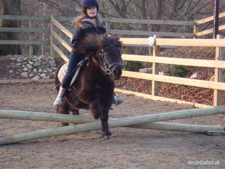 Shetlænder Peanut  - lille kryds;D billede 5