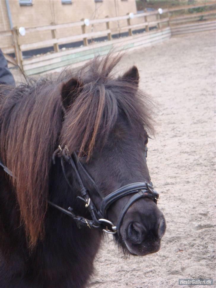 Shetlænder Peanut  - smukke!!!! billede 6