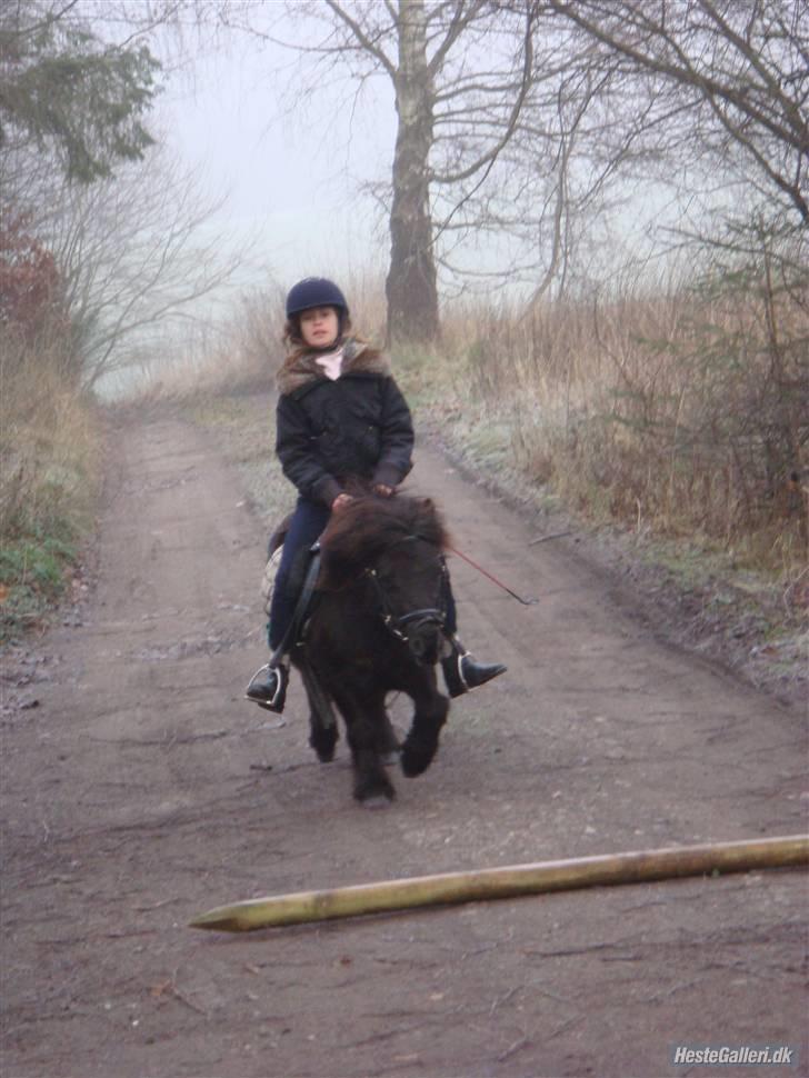 Shetlænder Peanut  - på vej over spring på stierne. billede 7