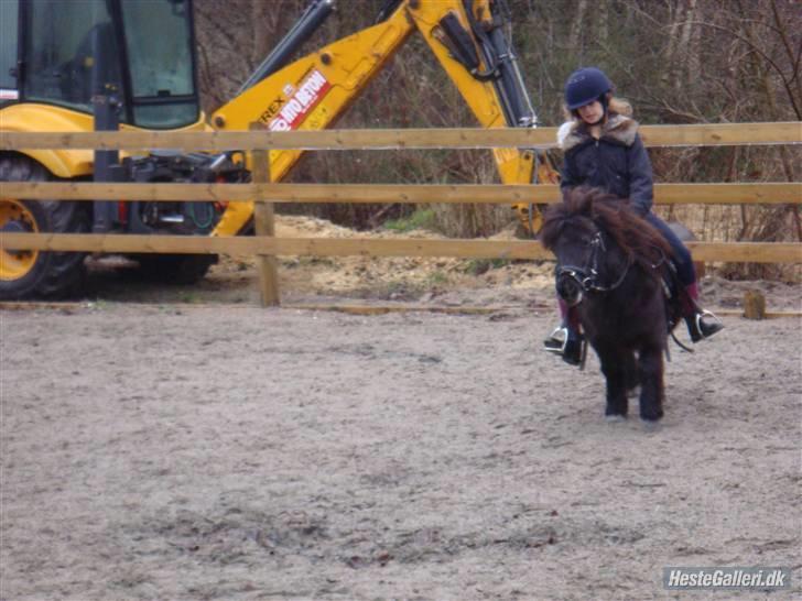 Shetlænder Peanut  - peanut og jeg på banen billede 8
