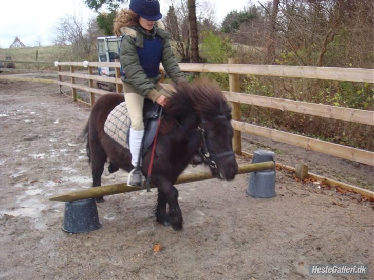 Shetlænder Peanut  - første gang vi sprang. billede 9