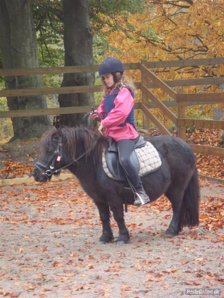 Shetlænder Peanut  - første gang jeg red hende. (i regnvejr) billede 10