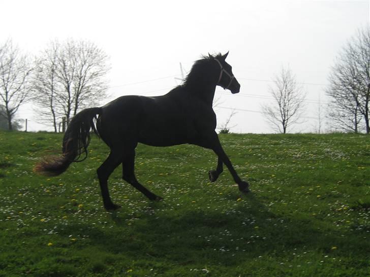 Dansk Varmblod ROCKIE LANDSIG billede 23