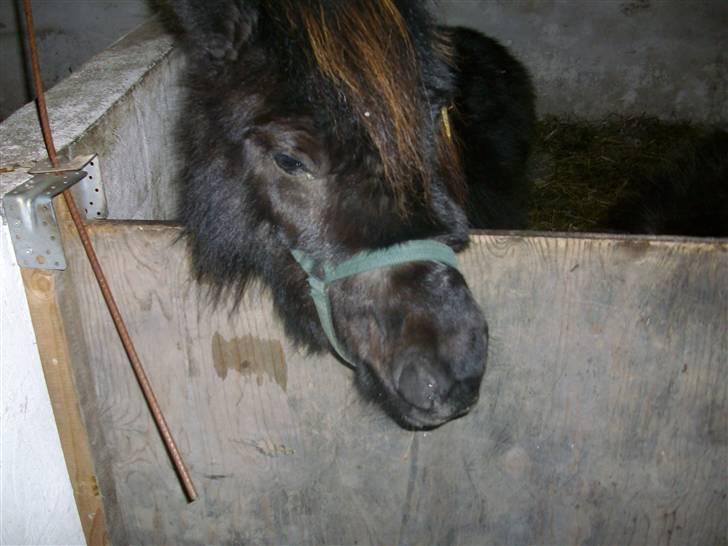 Shetlænder skinderups Lille solgt  - er hun ikke sød ?? billede 2