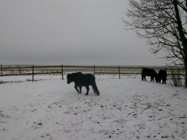 Shetlænder skinderups Lille solgt  - i sne vær  billede 3