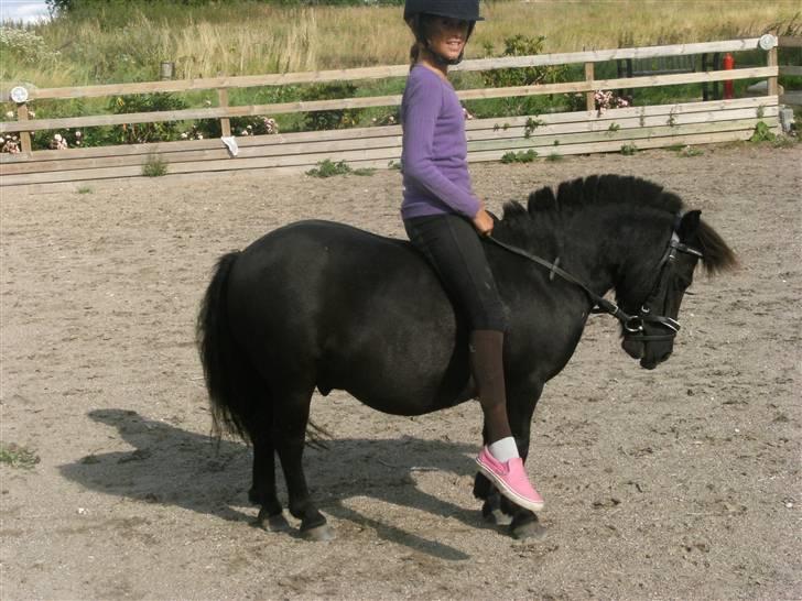 Shetlænder Eges Filur (Anton)  - velkommen til antons profil;D foto: tillo billede 1