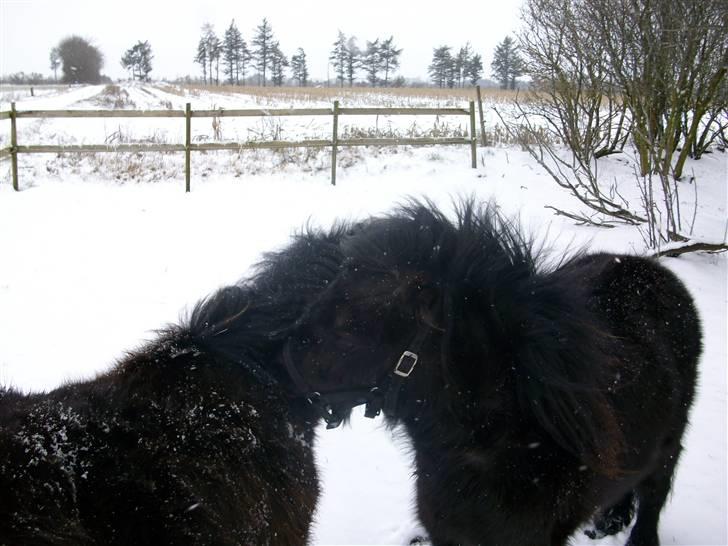 Shetlænder skinderups Lille solgt  - sammen med min anden shetter Basse  billede 4