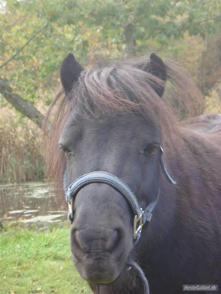 Shetlænder Eges Filur (Anton)  - smukke!!!! billede 3