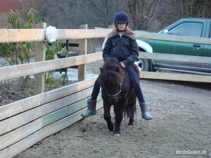 Shetlænder Eges Filur (Anton)  - mere dressur uden sadel!! billede 4