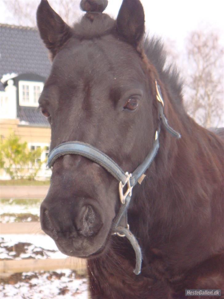 Shetlænder Eges Filur (Anton)  - smukke anton i sneen billede 5