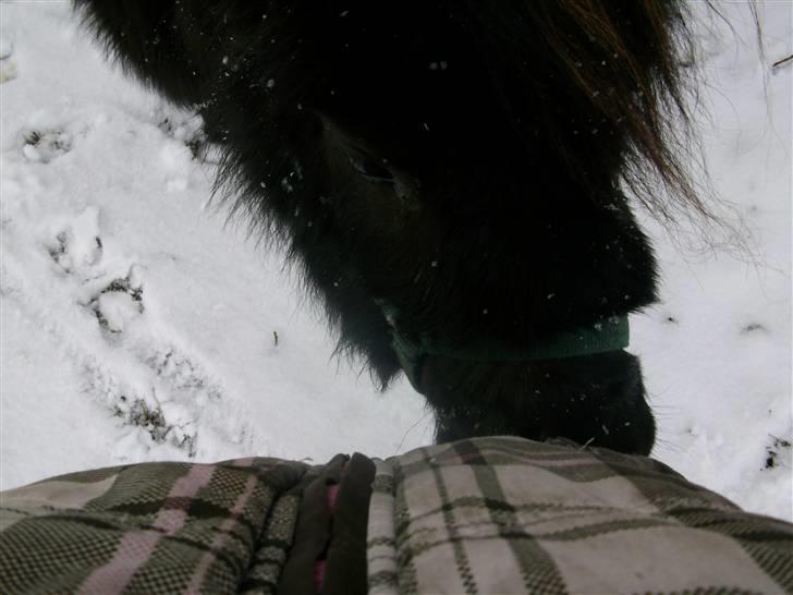 Shetlænder skinderups Lille solgt  - hun skal lige se om jeg ikke havde noget hun kun spise  billede 5