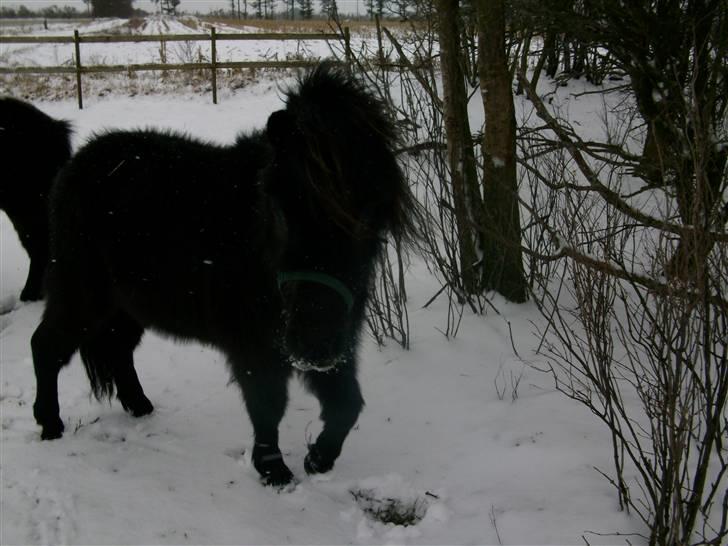 Shetlænder skinderups Lille solgt  billede 6