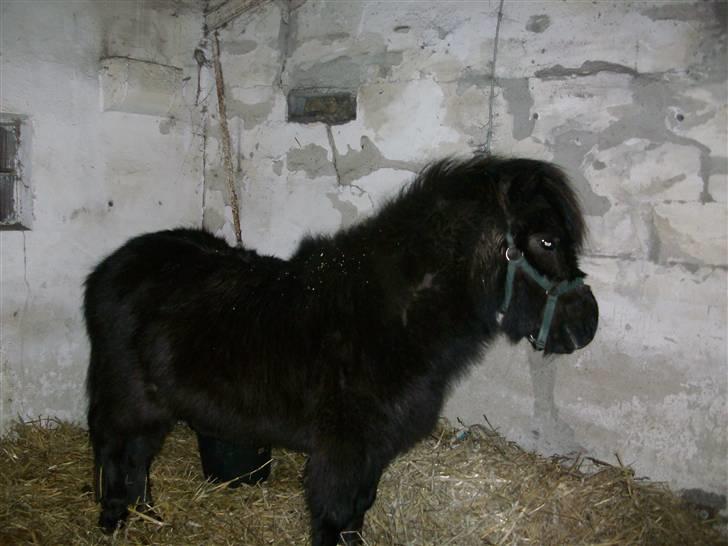 Shetlænder skinderups Lille solgt  - i stalden  billede 7