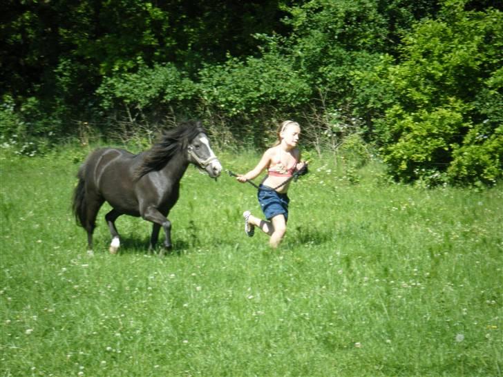 Anden særlig race Laban  - #10 [Foto-Mig] billede 10