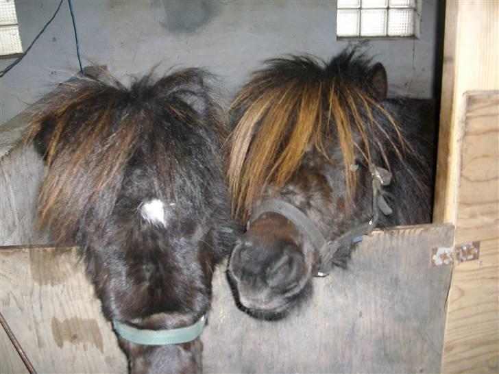 Shetlænder skinderups Lille solgt  - her er gårens værste balade heste  billede 8