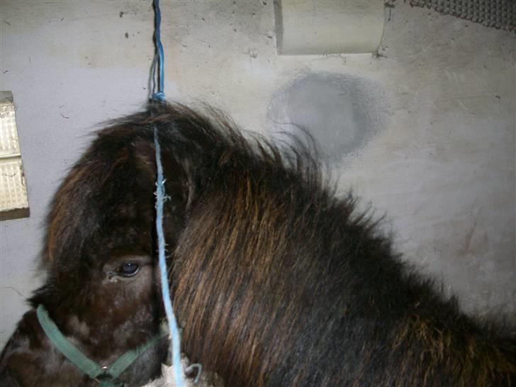 Shetlænder skinderups Lille solgt  billede 9