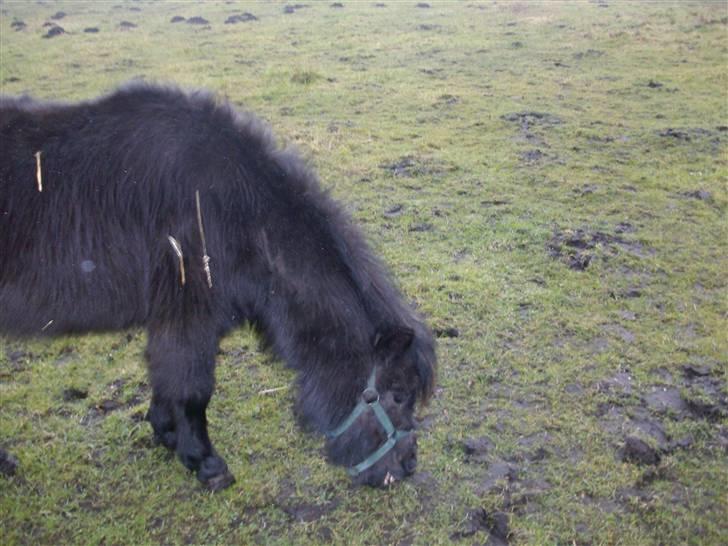 Shetlænder skinderups Lille solgt  - på fold igen  billede 10