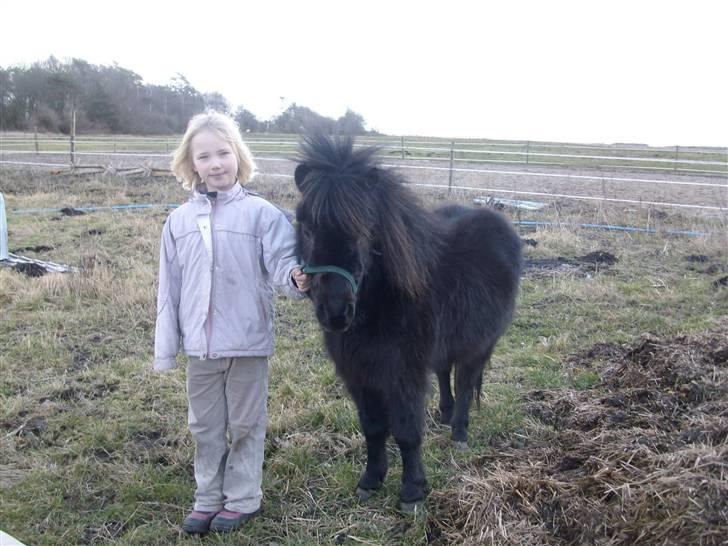 Shetlænder skinderups Lille solgt  - Lille og min lillesøster billede 11