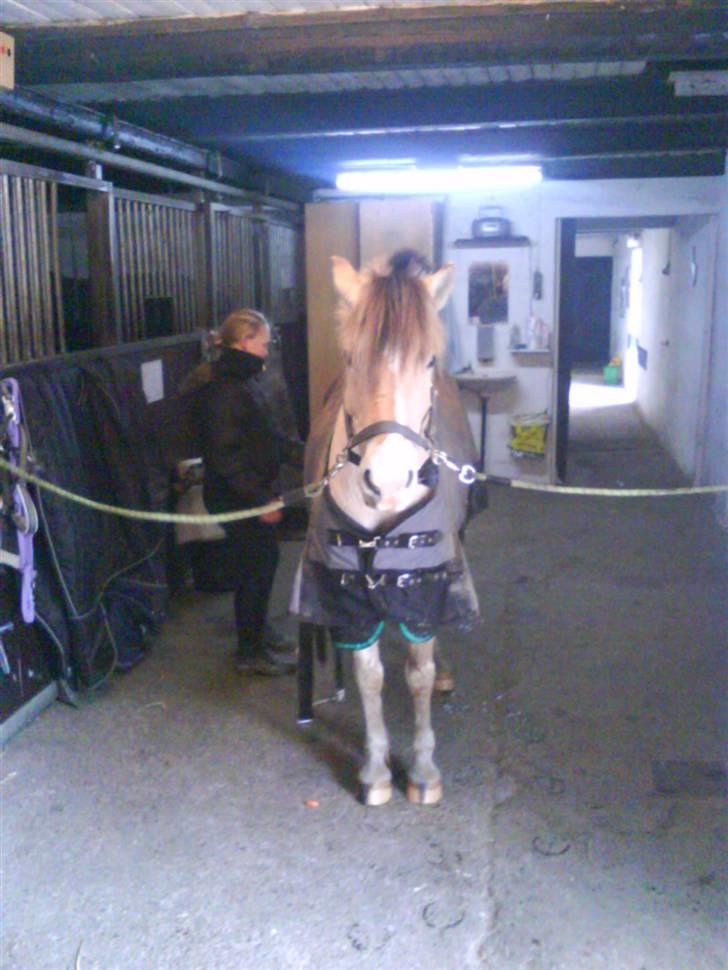 Anden særlig race lucky gamle pony:( - På besøg i den anden stald, det går super godt med at stå stille.... billede 13