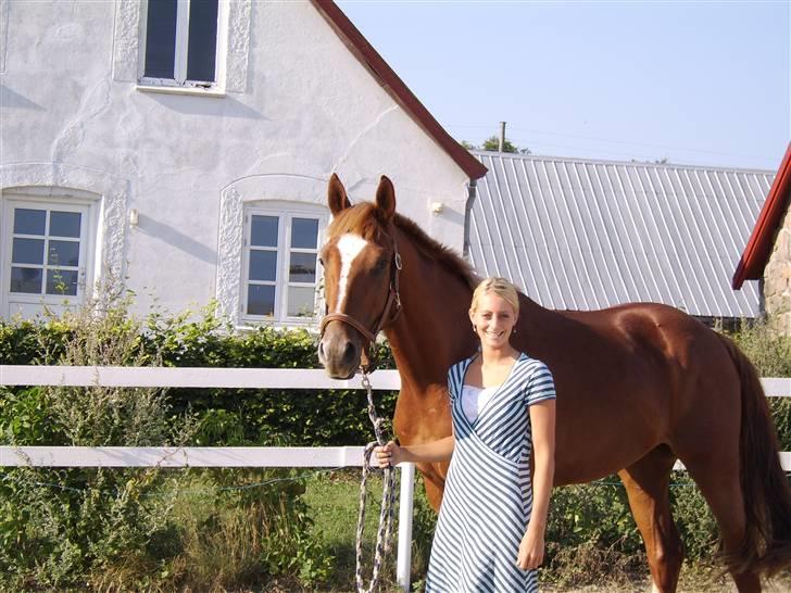 Dansk Varmblod Bolbazor - Bolbazor en dejlig sommerdag 2006, utrolig hvor han har udviklet sig :) billede 11