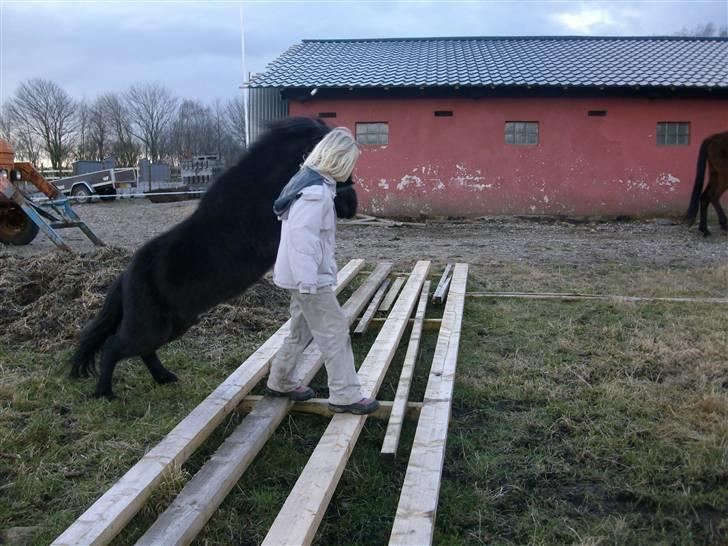 Shetlænder skinderups Lille solgt  - spring det er hun god til hun har sprunget det spring i skridt  billede 12