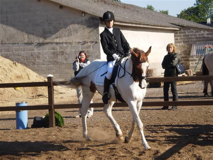 Pinto Gantrup Tinka.  - Første stævne, 3 plads<3 Foto; Line Høgh. Tak billede 16