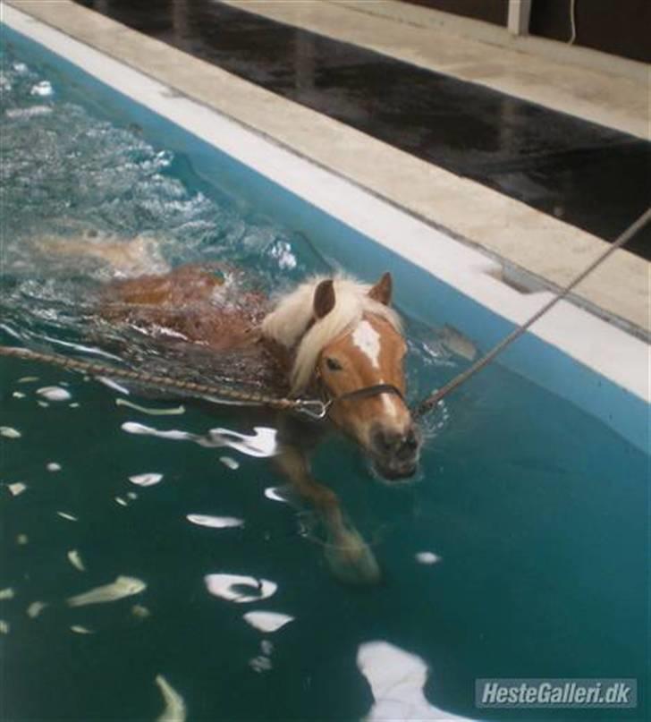 Haflinger santana RH ( Haffe! ) - hvor er du bare super 1. eller 2. gang vi svømmer(taget af rikke) Jeg lukker mine øjne men jeg er ikke blind, jeg ser dig stadig billede 10