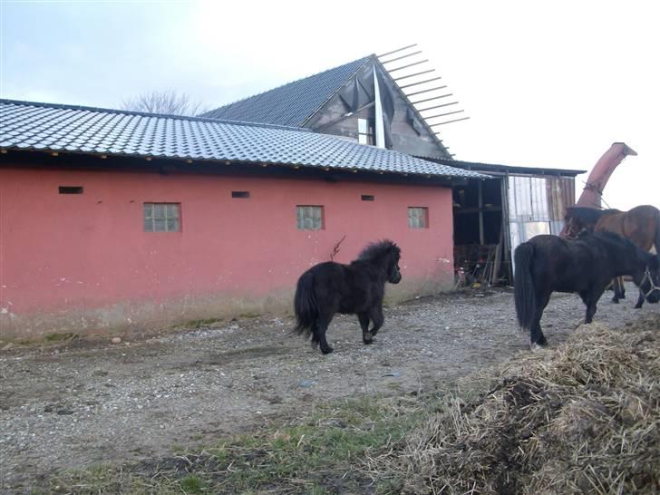 Shetlænder skinderups Lille solgt  - de har lige fået en ny     mark  billede 13