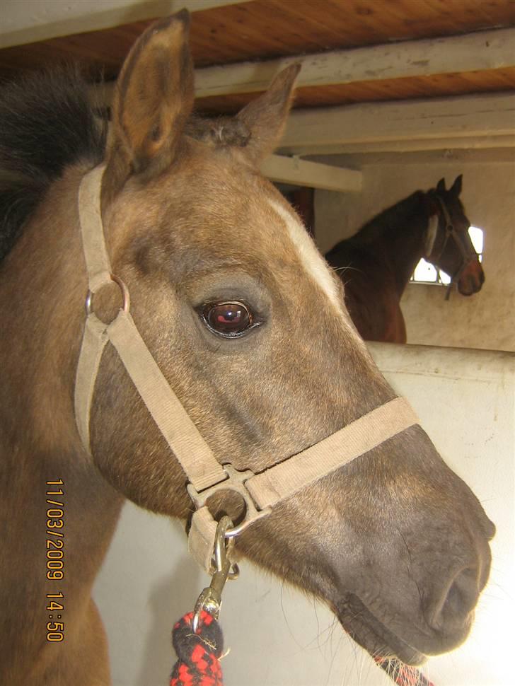Anden særlig race  Randa  - min tøs med opsat pandehår, så kær. billede 13
