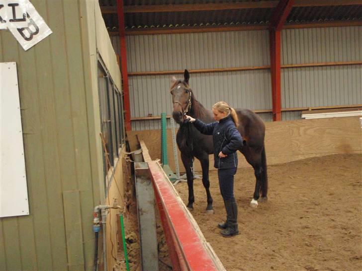 Traver Lady´s Chill - Lady´s Chill´s første møde med ridehuset .....   Foto: Dan billede 10