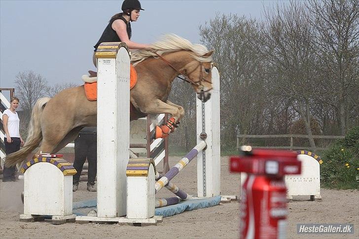 Haflinger santana RH ( Haffe! ) - springundervisning hos glenn. ponyen springer vand i første huk:PIt takes a second to say i love you, but a lifetime to show it billede 2