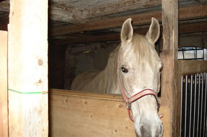 Sportsaraber (A) toftegaarden s zorba billede 6