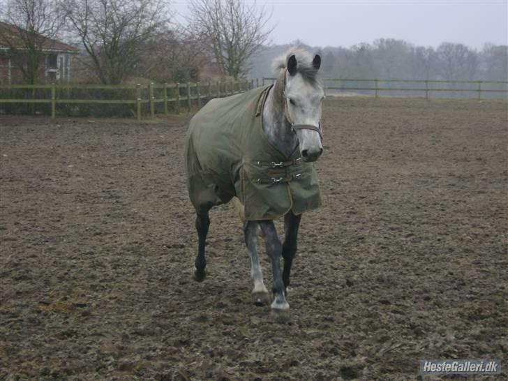 Dansk Varmblod Møgelhøjgårds Cupido solgt - er den ikke skøn billede 1