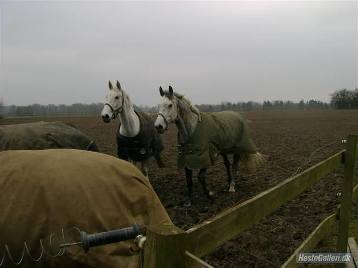 Dansk Varmblod Møgelhøjgårds Cupido solgt - foldhygge billede 2