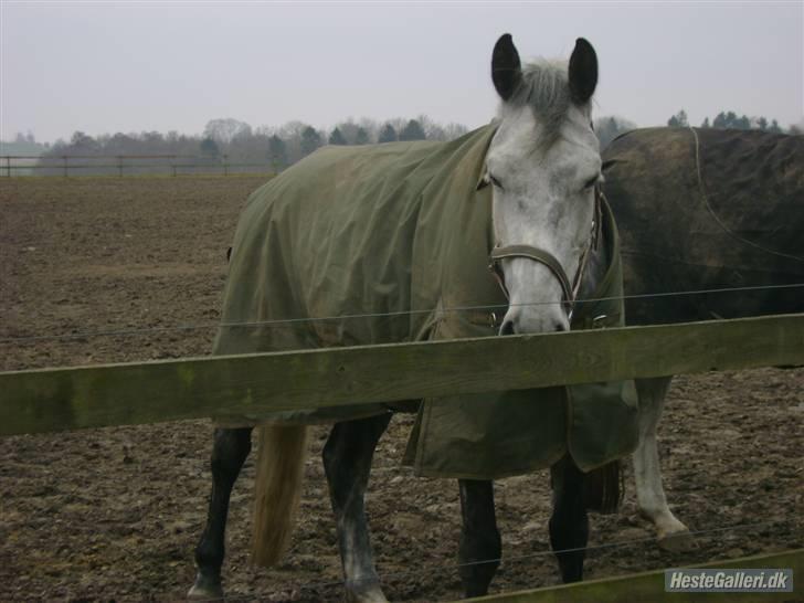 Dansk Varmblod Møgelhøjgårds Cupido solgt - sig til når der er mad tak!! billede 3