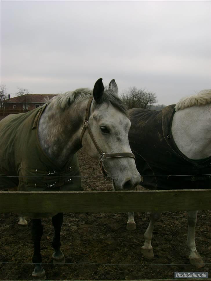Dansk Varmblod Møgelhøjgårds Cupido solgt - davs billede 4