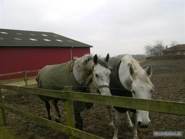 Dansk Varmblod Møgelhøjgårds Cupido solgt - Cupido sammen med sin veninde mummi billede 5