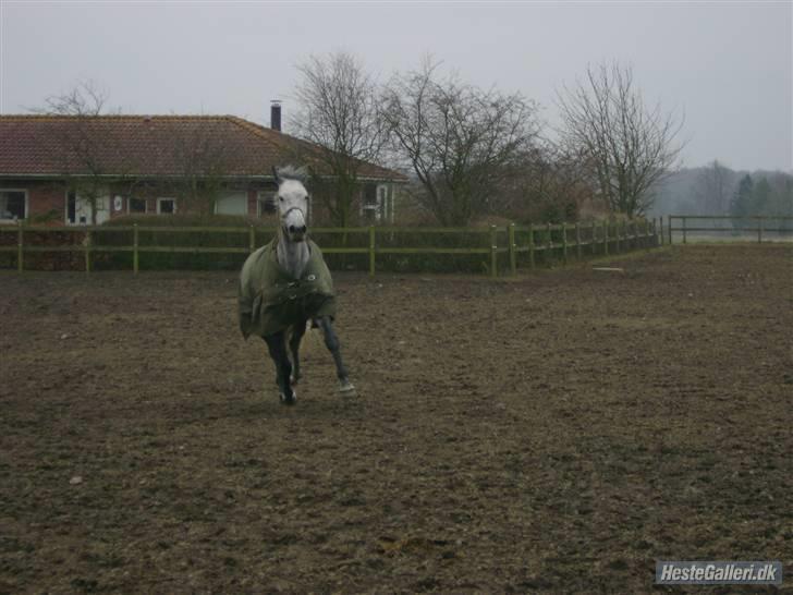 Dansk Varmblod Møgelhøjgårds Cupido solgt - mongol, nej da billede 6